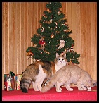 0049 AmAinu cherchent leurs cadeaux